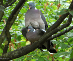 Love is in the air