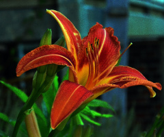 BLÜTE