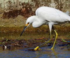 Egretta thula