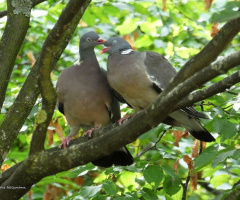 Love is in the air