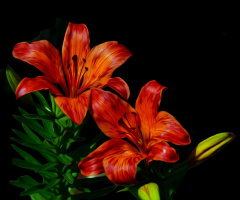 BLÜTEN