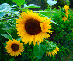 SONNENBLUMEN