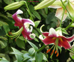 blossoms