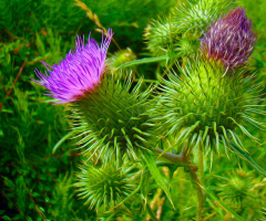 AUF EINER WIESE