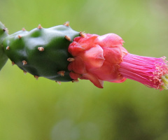 Cactus flower