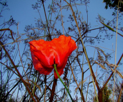 BLÜTE