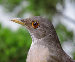 Turdus rufiventris