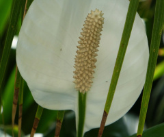 Anthurium