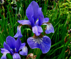 BLÜTEN