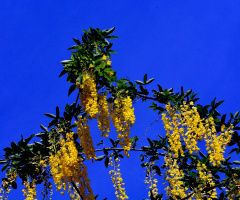 BLÜTEN