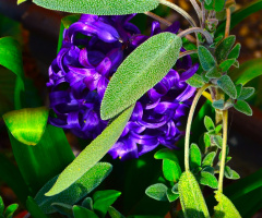 BLÜTEN