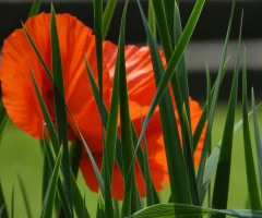 red and green