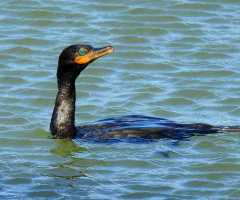 Biguá