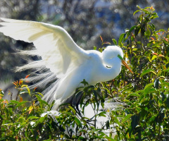 Great Egret