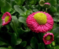 BLÜTEN