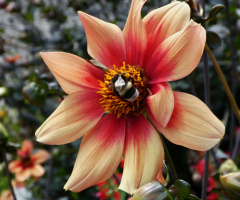 blossom
