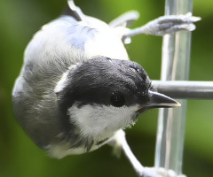 little bird