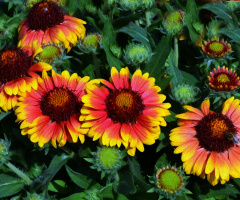 BLÜTEN