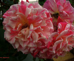roses