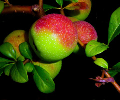 ÄPFEL