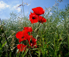 AM FELD