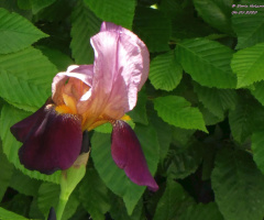 blossom