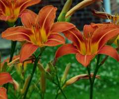 BLÜTEN