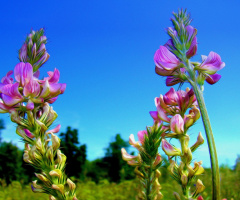 BLÜTEN