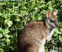 Kangaroo 