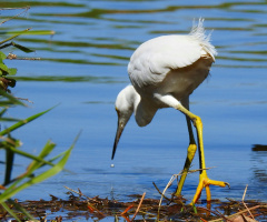 Snowy Egret