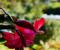 Christmas cactus