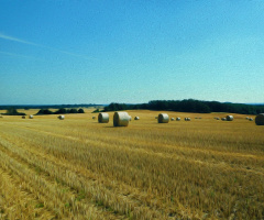 ERNTEZEIT