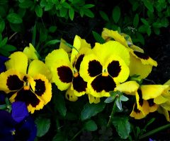 BLÜTEN
