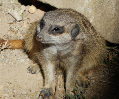 meerkat
