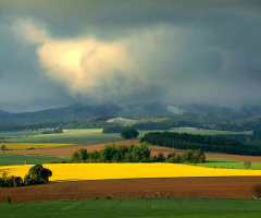 ... rape field