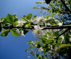 BLÜTEN