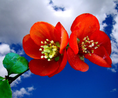BLÜTEN