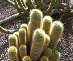 cacti