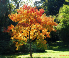 Autumn color