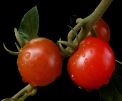 REGENTROPFEN