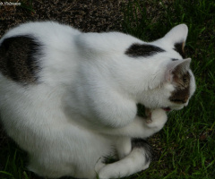 Grooming