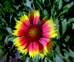 BLÜTE
