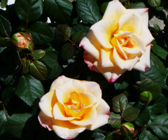roses