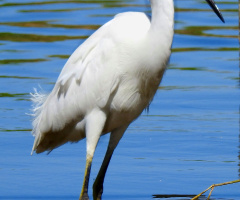 Snowy Egret