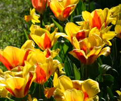 TULPEN