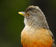 Rufous-bellied Thrush