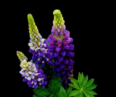 BLÜTEN
