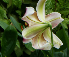 blossom