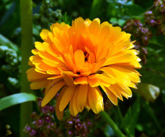 BLÜTE