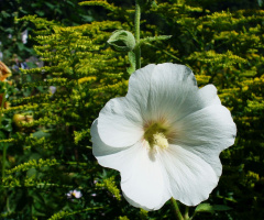 blossom